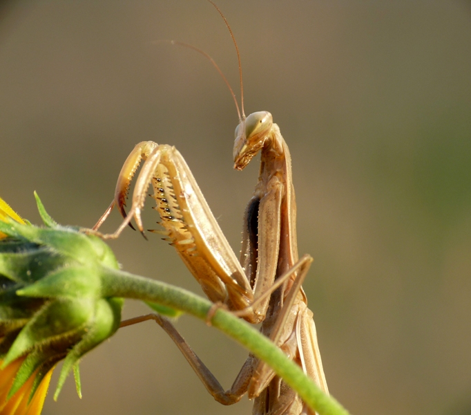 mantide religiosa